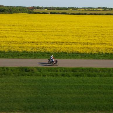 par cykler langs en rapsmark