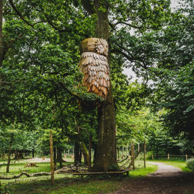 Træuglen i Hannerup Skov