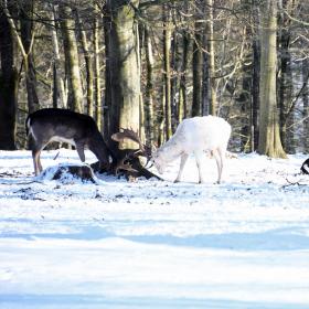 Dådyr i Fuglsang Dyrehave